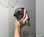 Small Photo #11 Pug Puppy For Sale in FALMOUTH, VA, USA