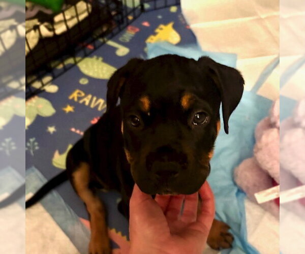 Medium Photo #4 Rottweiler-Unknown Mix Puppy For Sale in San Juan Capistrano, CA, USA
