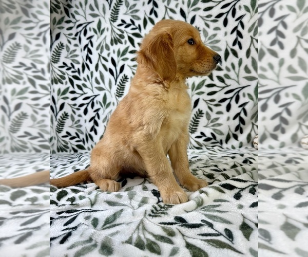 Medium Photo #3 Golden Retriever Puppy For Sale in GREENFIELD, IN, USA