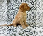 Small #2 Golden Retriever