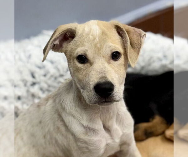Medium Photo #3 Labrador Retriever-Unknown Mix Puppy For Sale in Jefferson, NJ, USA