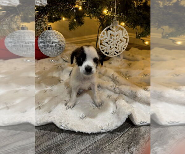 Medium Photo #1 Chihuahua Puppy For Sale in Pacifica, CA, USA