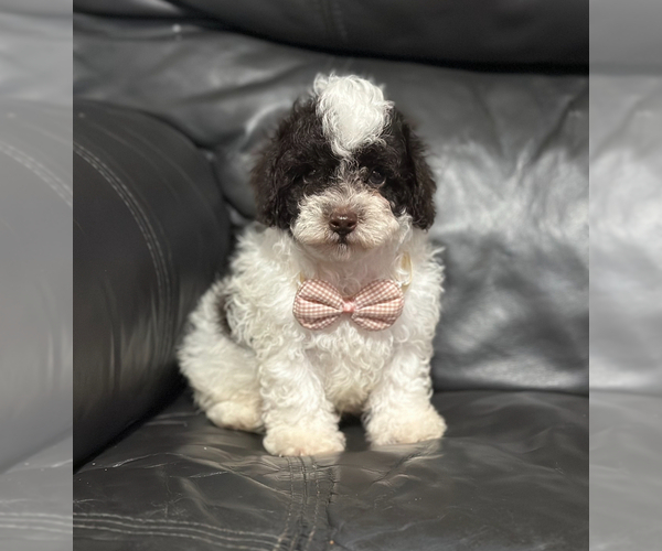 Medium Photo #1 Poodle (Toy) Puppy For Sale in CAMPBELLSVILLE, KY, USA
