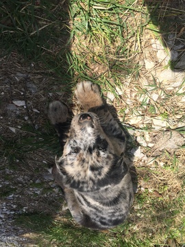 Medium Photo #1 Australian Shepherd Puppy For Sale in BENTONVILLE, AR, USA