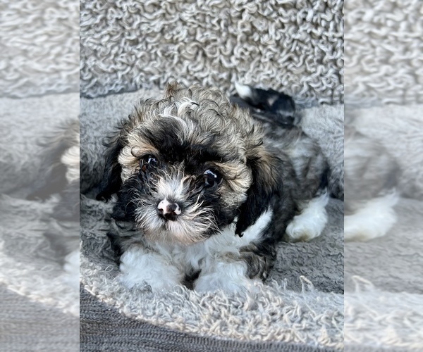 Medium Photo #53 Zuchon Puppy For Sale in RENO, NV, USA