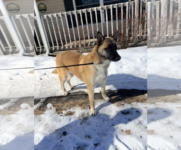 Medium Photo #4 Mutt Puppy For Sale in Sebec, ME, USA