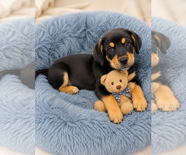 Medium Photo #1 Beagle-Unknown Mix Puppy For Sale in Mt. Laurel, NJ, USA