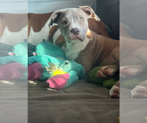 Medium Photo #2 American Pit Bull Terrier-Unknown Mix Puppy For Sale in Germantown, OH, USA