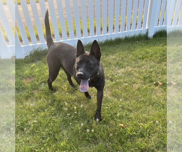 Medium Photo #24 Mutt Puppy For Sale in Boston, MA, USA