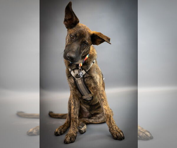 Medium Photo #1 Labrador Retriever-Unknown Mix Puppy For Sale in Princeton, MN, USA