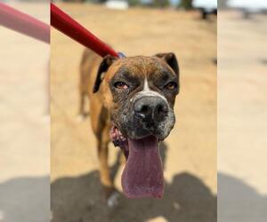Boxer Dogs for adoption in Chula Vista, CA, USA