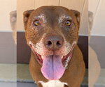 Small #48 American Staffordshire Terrier-Labrador Retriever Mix