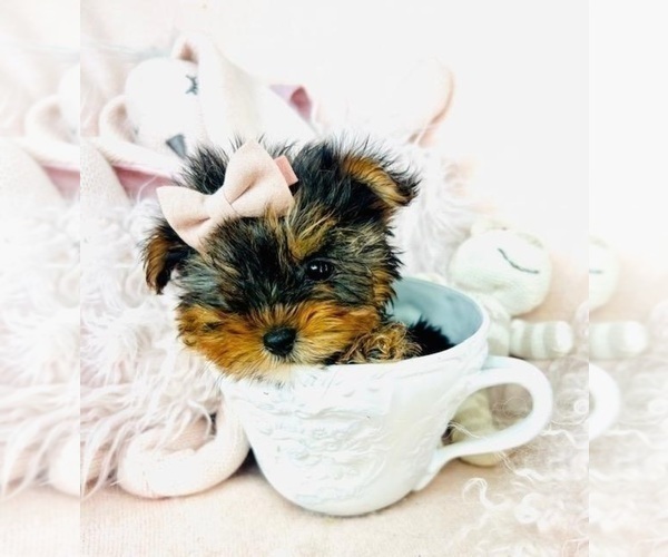 Medium Photo #22 Yorkshire Terrier Puppy For Sale in AVONDALE ESTATES, GA, USA