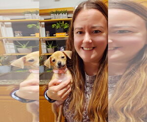 Mutt Dogs for adoption in New London, WI, USA