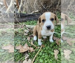 Small Photo #6 Basset Hound-Mountain Cur Mix Puppy For Sale in HARTSHORN, MO, USA