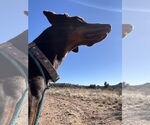 Small #9 Doberman Pinscher