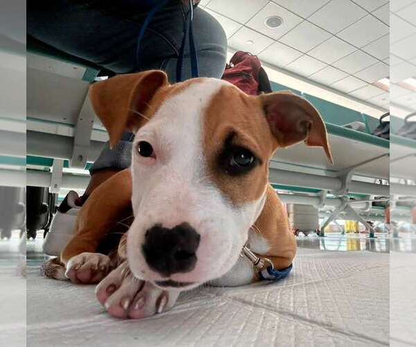 Medium Photo #2 American Staffordshire Terrier-Unknown Mix Puppy For Sale in Jefferson, NJ, USA