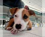 Small #1 American Staffordshire Terrier Mix
