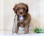 Small #1 Cavapoo