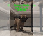 Small #2 Cane Corso