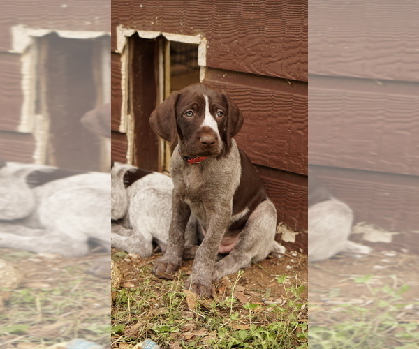 Medium Photo #1 German Shorthaired Pointer-German Wirehaired Pointer Mix Puppy For Sale in FREDERICKSBURG, TX, USA