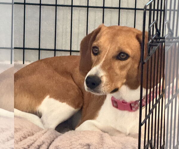Medium Photo #7 Beagle-Unknown Mix Puppy For Sale in Dunnellon, FL, USA