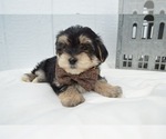 Small #4 Morkie
