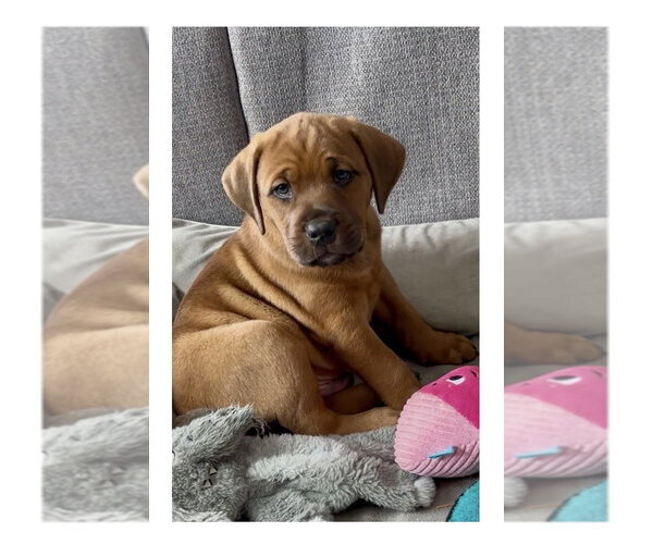 Medium Photo #3 Mutt Puppy For Sale in Mooresville, NC, USA