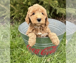 Poodle (Standard) Puppy for sale in MIDDLEBURY, IN, USA