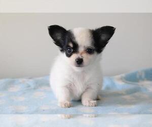 Chihuahua Puppy for sale in BERKLEY, MI, USA