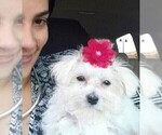 Small Photo #1 Maltese Puppy For Sale in DELTONA, FL, USA
