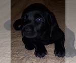 Small Photo #2 Labrador Retriever Puppy For Sale in JEFFERSONTOWN, KY, USA