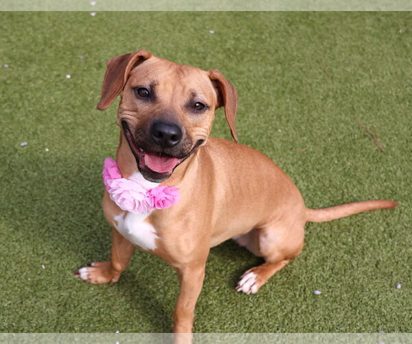 Medium Photo #2 Doxle Puppy For Sale in Rockaway, NJ, USA