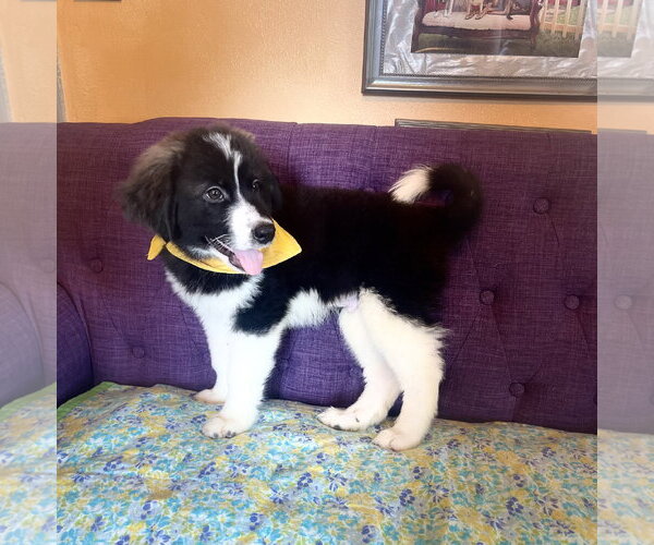 Medium Photo #1 Great Pyrenees-Unknown Mix Puppy For Sale in Rockaway, NJ, USA