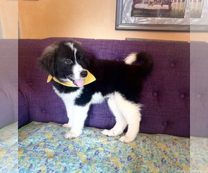 Great Pyrenees-Unknown Mix Dogs for adoption in Rockaway, NJ, USA