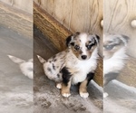 Puppy BM Male 2 Miniature Australian Shepherd