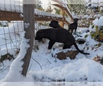 Small Photo #4 Cane Corso-Northern Inuit Dog Mix Puppy For Sale in FORT COLLINS, CO, USA