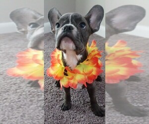 French Bulldog Puppy for Sale in TAMPA PALMS, Florida USA