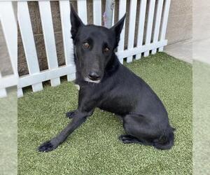 Mutt Dogs for adoption in Modesto, CA, USA