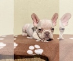 Small Photo #6 French Bulldog Puppy For Sale in ANAHEIM, CA, USA