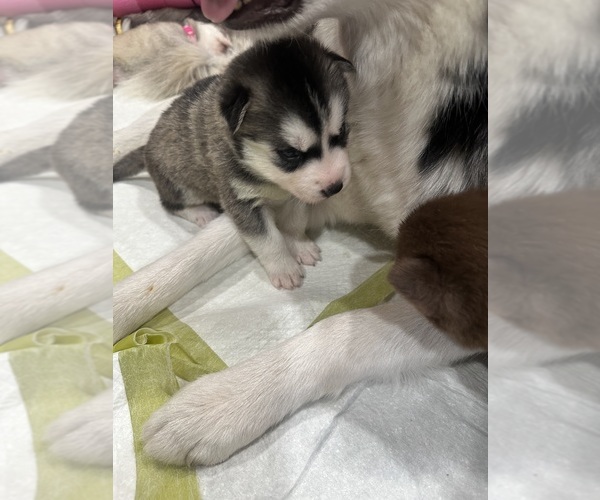 Medium Photo #1 Siberian Husky Puppy For Sale in SAN BERNARDINO, CA, USA