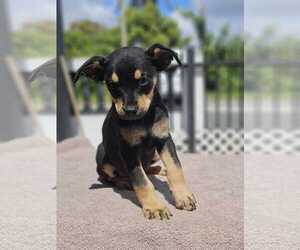 Chipin Dogs for adoption in Virginia Beach, VA, USA