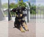 Bacon - Male Chipin Dog for Adoption - Small photo