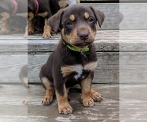 Australian Kelpie Puppy for sale in HINCKLEY, MN, USA