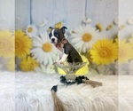 Small #1 Boston Terrier