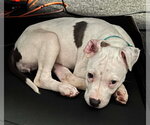 Small #2 American Pit Bull Terrier Mix