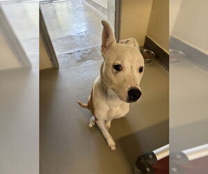 American Bulldog-Collie Mix Dogs for adoption in Sanford, FL, USA