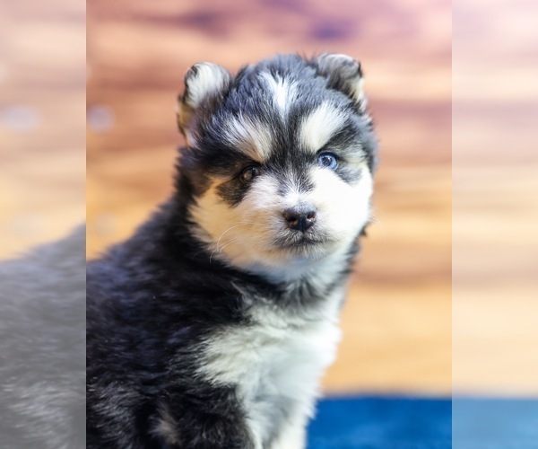 Medium Photo #3 Pomsky Puppy For Sale in TAMPICO, IL, USA