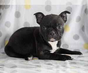 Faux Frenchbo Bulldog Puppy for sale in FREDERICKSBG, OH, USA