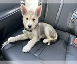 Small Photo #2 German Shepherd Dog-Siberian Husky Mix Puppy For Sale in CONROE, TX, USA